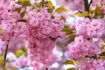 Natural background of cherry blossoms