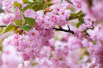 Pink sakura flowers close up