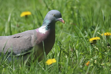 pigeon on grass