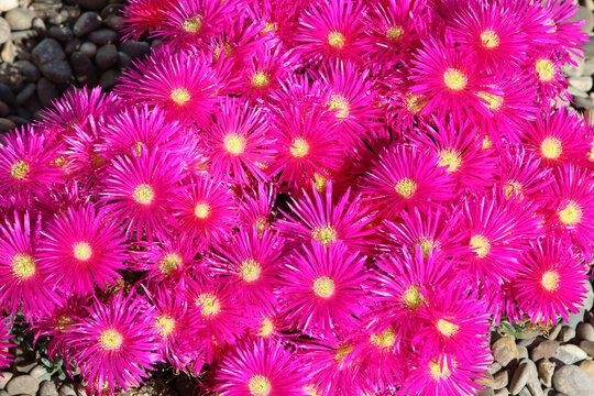 Closeup di Lampranthus multiradiatus, a genus of succulent plants in the family Aizoaceae, indigenous to southern Africa
