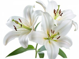 Fototapeta premium Stargazer lily in a bouquet of cut flowers on a white background