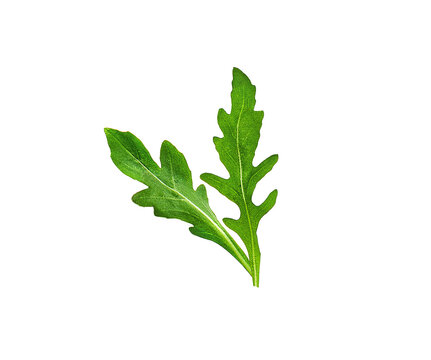 Fresh arugula or rucola leaves isolate on white background