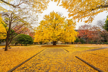 Ginkgo Trees of the University of Tokyo