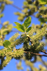 spring branch of a tree