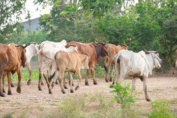 Herd of cows walking on the pasture.