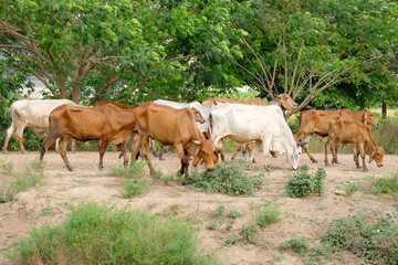 Herd of cows eating grass.