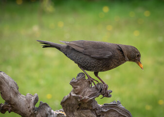 Female blackbird perched on a Log