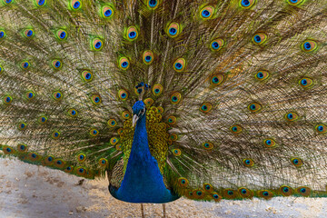 blue bright blue peacock bird stands with an open fluffy bright peacock tail in a pen in a cage at...