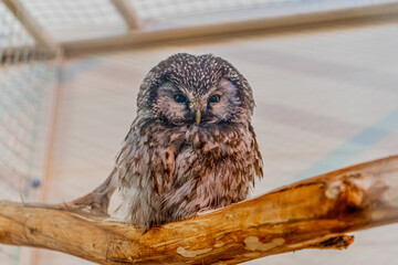 wise quiet proud smart owl sits on a dry branch in a pen in a cage at the zoo