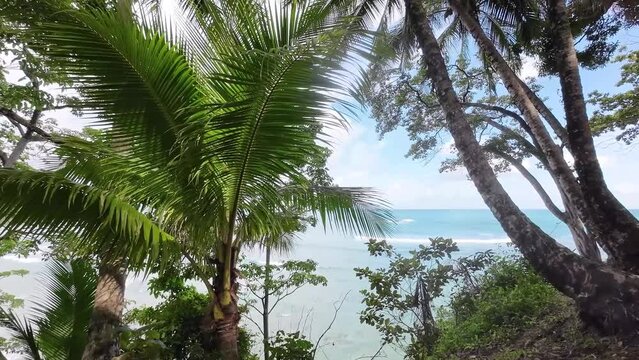 View through palm trees to gently breaking waves on the sea. A harmonious scene that conveys calm and serenity