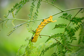 The huge African death's head hawkmoth caterpillar. A butterfly caterpillar crawling on a green branch. Genus Acherontia (Acherontia atropos,Acherontia styx and Acherontia lachesis). Sphingidae family