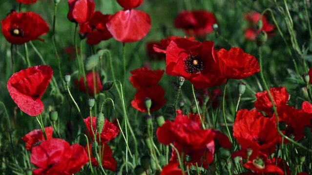 Beautiful red poppies in green grass. Banner of red flowers. Poppies field.