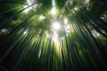 竹, 植物, アジア, 日本, 竹林, Asia, bamboo, plants, Japan, bamboo grove