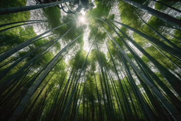 竹, 植物, アジア, 日本, 竹林, Asia, bamboo, plants, Japan, bamboo grove