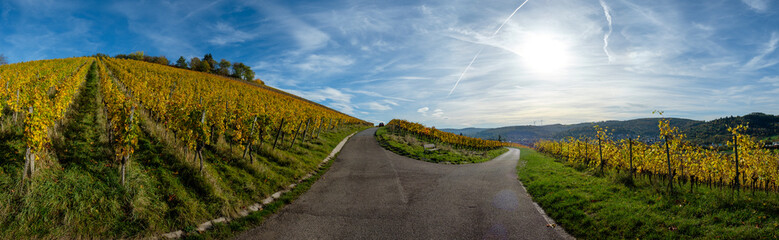 Road in vineyard in fall with yellow leaves and blue sky