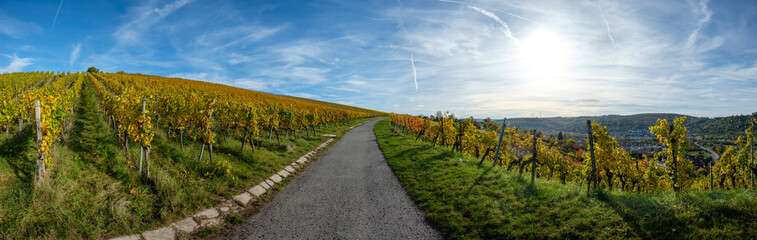 Fototapeta na wymiar Panoramic landscape scenery vineyard yellow fall with blue sky