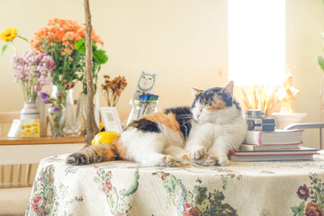 Three color Cat lying on table in cozy living room at home,funny kitty enjoying rest at...