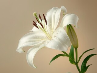 Stargazer lily in a bouquet of cut flowers on a background - obrazy, fototapety, plakaty
