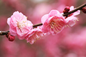 背景が美しいピンク色の梅の花
