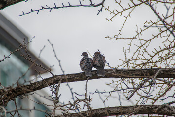 東京港区赤坂5丁目の鳩
