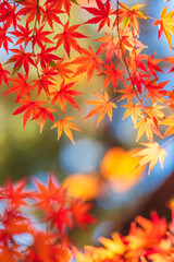 Naklejka na ściany i meble Yoyogi Park In Autumn