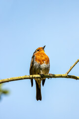 Robin Red Breast (Erithacus rubecula) - Britain's Backyard Buddy