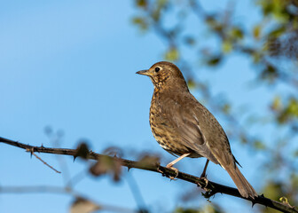 Song Thrush (Turdus philomelos) - Melodious Master of the Thrush Family