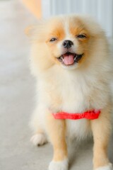pomeranian puppy on a white background