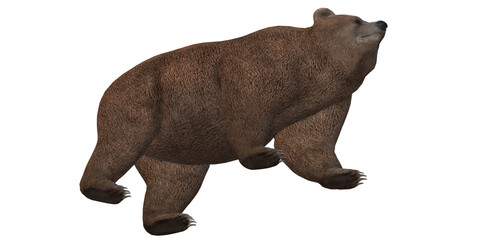 Brown bear isolated on a Transparent Background