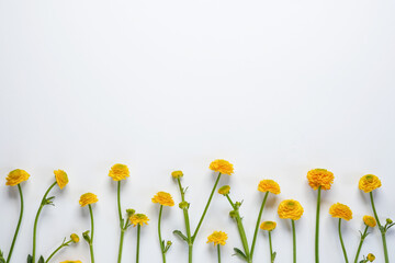 Yellow buttercups on a white background. Top view. Flat lay. Space for text.