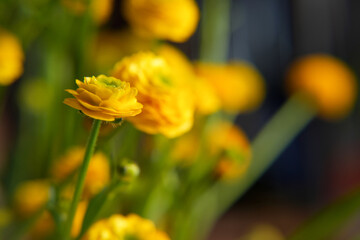 Yellow Asian ranunculus flowers, bloom, bright bouquet, wallpaper, landscape. Side view. Space for...