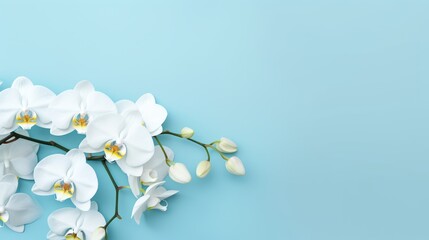 Fototapeta na wymiar Beautiful White Phalaenopsis orchid flowers on pastel blue background top view flat lay. Tropical flower, branch of orchid close up.