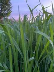grass at sunset