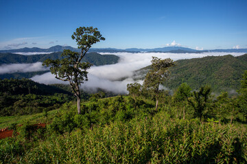 High-angle landscape cornfield mountains, fog, bright sky. There is space for text.