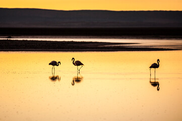 Golden lake with three flamingos