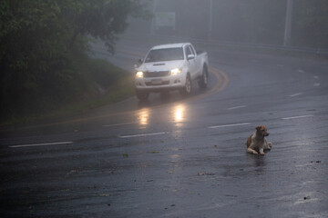 selective focus of a dog on the side of the road during the rain, the road was slippery On the...