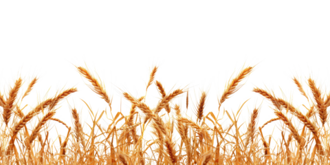 golden wheat field isolated on white or transparent
