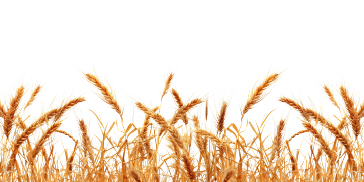 golden wheat field isolated on white or transparent