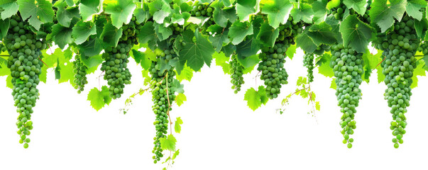 Grapevines isolated on white or transparent