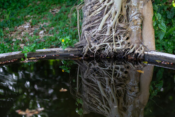 The roots of many trees descend into the pond, and there are shadows reflecting the roots of the trees in the pond. The concept of living things needing water There is space for text.