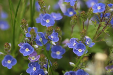 Health speedwell (Veronica officinalis) in the spring with beautiful flowers and healing powers