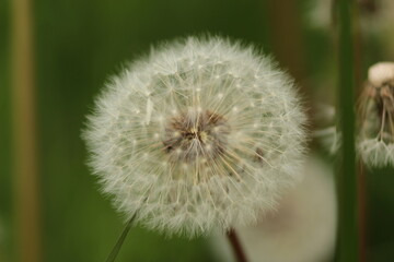 Dandelion closeup in the garden in the late spring