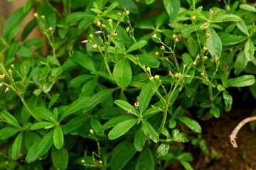 African water lily leaves and spring feeling