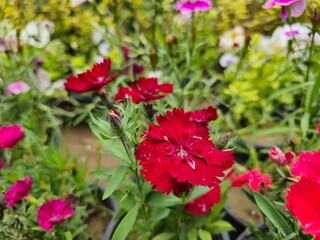 Red flowering plant with multicolored flowers with grass and leaves in the background