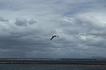 Seagull in flight over the sea in Spain