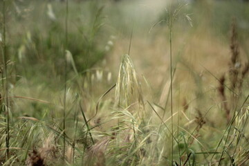 Beautiful green background with grass