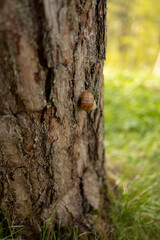 snail on the tree