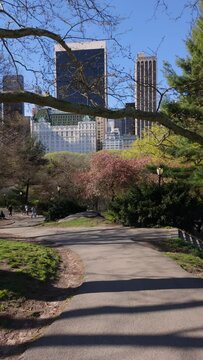 A morning walk in Central Park with cherry trees in bloom and views of Midtown Manhattan skyscrapers. Spring in New York City