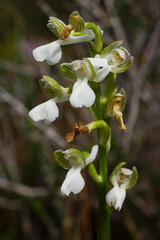 White variety of the Syrian green-winged orchid (Anacamptis morio ssp. syriaca), in natural habitat on Cyprus