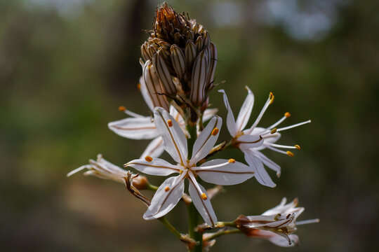 Flower head of the branched asphodel (Asphodelus ramosus), Cyprus